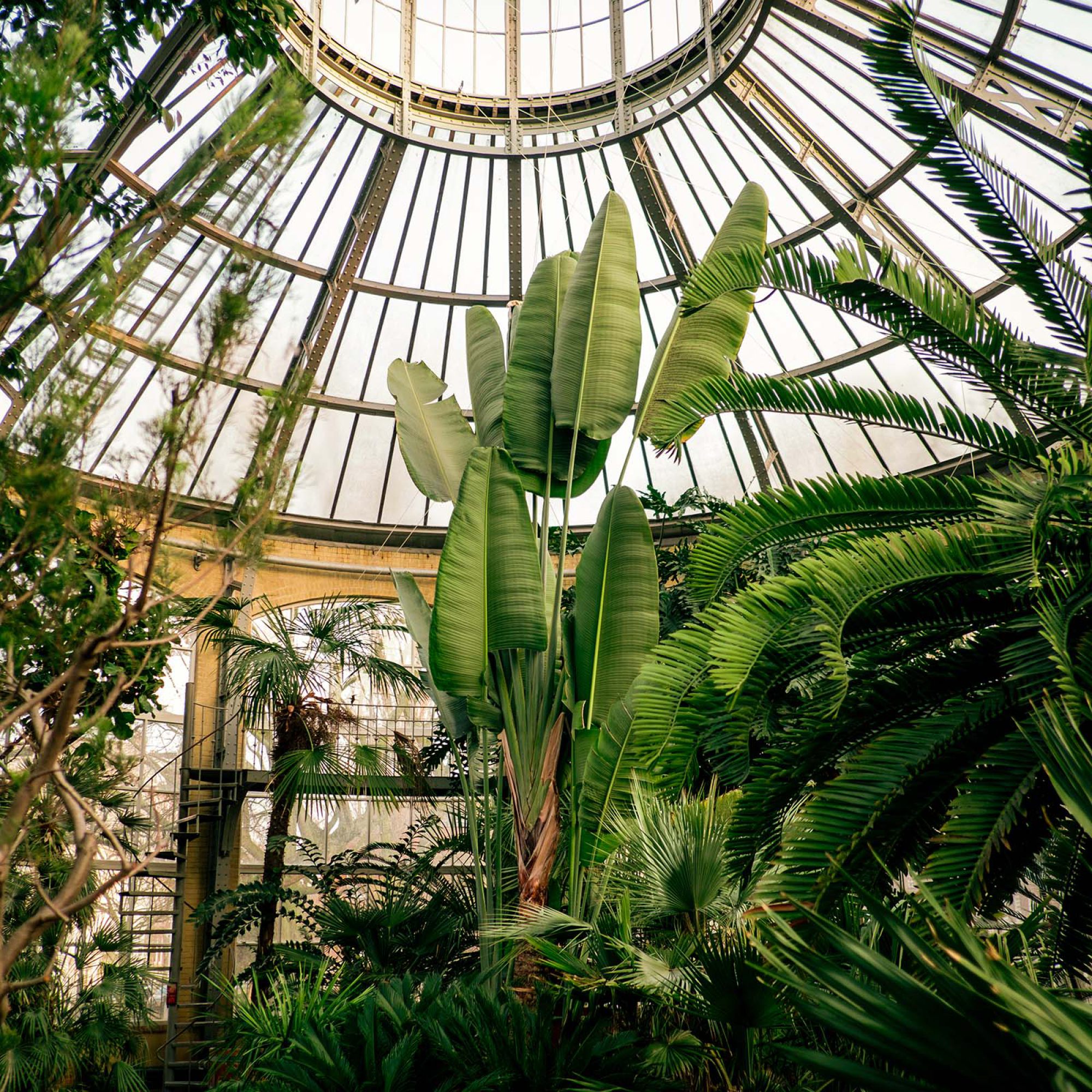 Pflanze in einem hellen Wintergarten